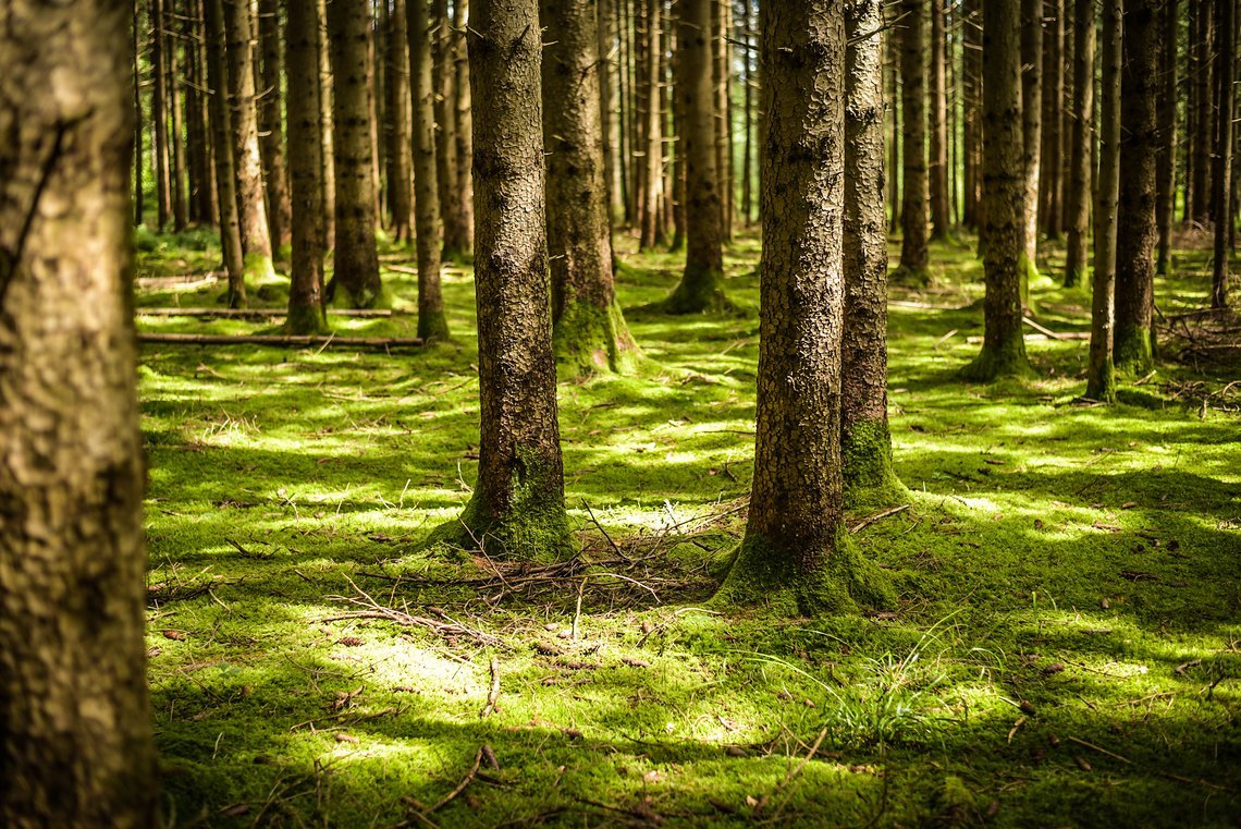 Ruhe vor dem Sturm. Der Renntag sollte heiß werden, den einzigen Schatten sollten die Waldpassagen spenden. Ruhe vor dem Sturm. Der Renntag sollte heiß werden, den einzigen Schatten sollten die Waldpassagen spenden.